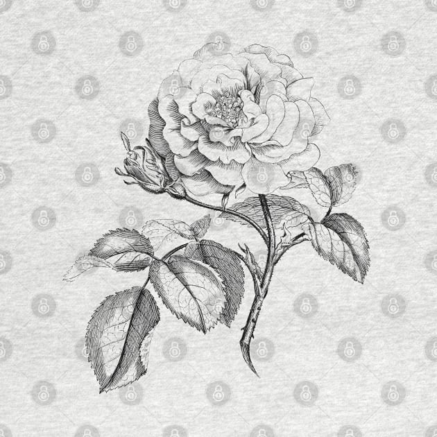 Rose Flower Black & White Illustration by Biophilia